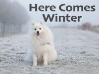 Here_Comes_Winter
